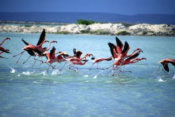 corallium hotel and villas bonaire