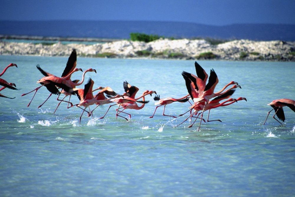 corallium hotel and villas bonaire