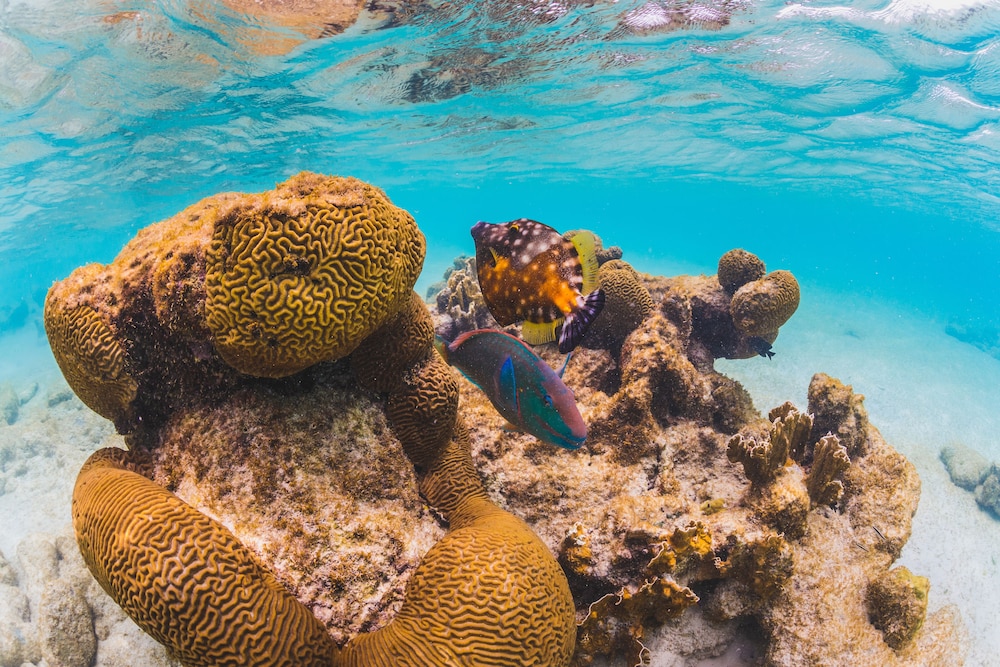 corallium hotel and villas bonaire