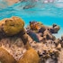 corallium hotel and villas bonaire
