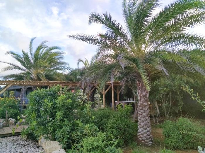 red palm village