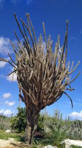 red palm village