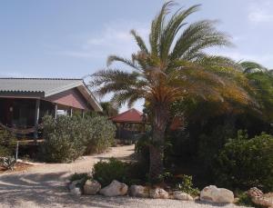 red palm village