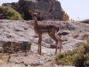 Amygdalies Apartments,Myrina>>Lemnos,3 star