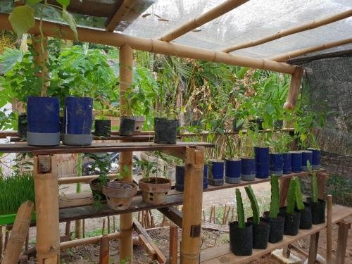 serenity eco guesthouse and yoga adults only