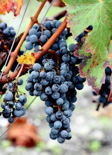 Château Léognan, Domaine Viticole - Proche Bordeaux,Camarsac>>Bordeaux,5 star