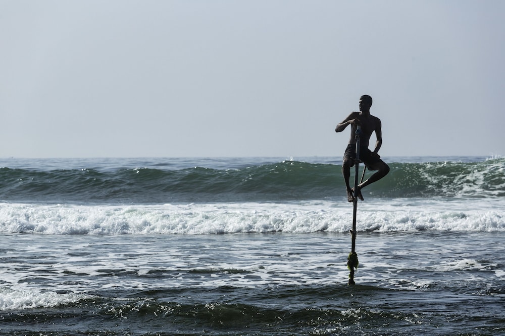 owl and the pussycat