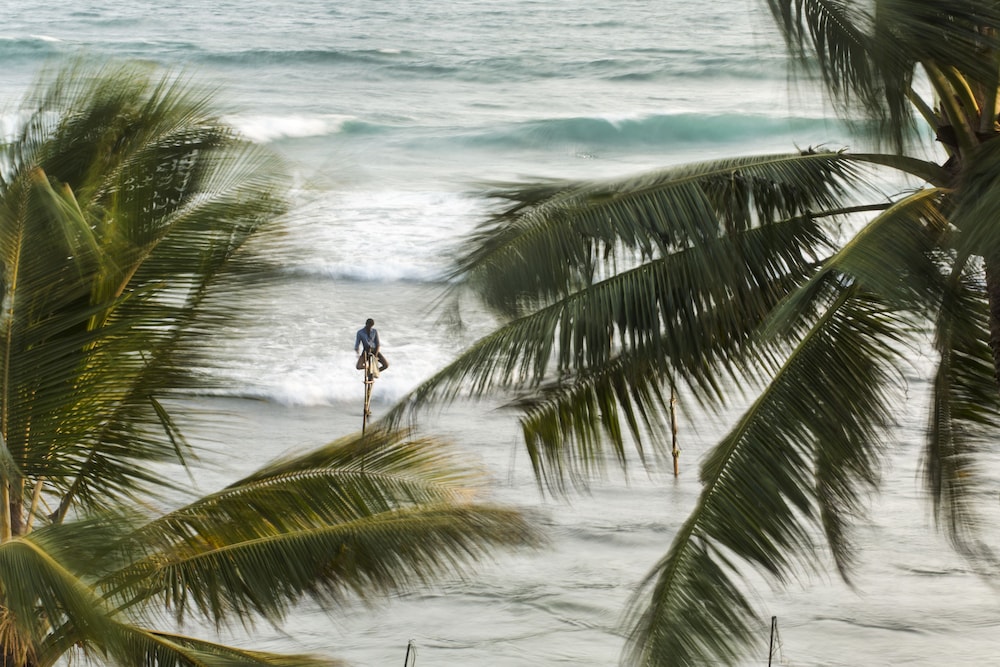 owl and the pussycat