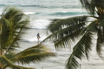 owl and the pussycat