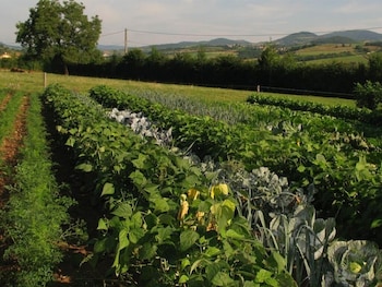 La Ferme Du Chapi,In Saint-Laurent-D'oingt,3 star