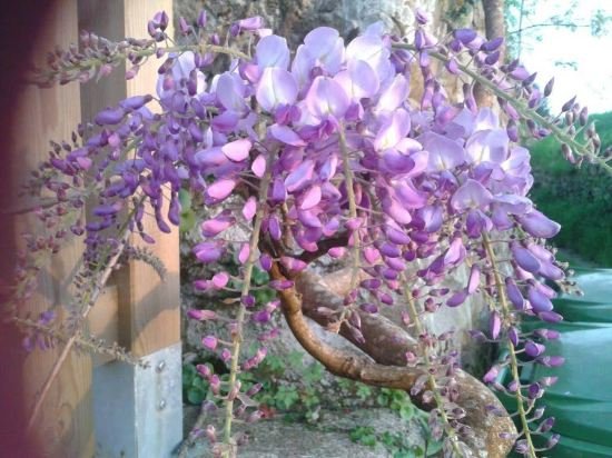 apartamentos la quintana de romillo