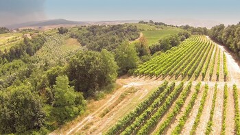 fattoria fibbiano