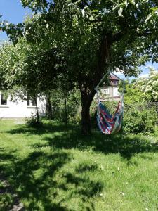 hostel mamas and papas