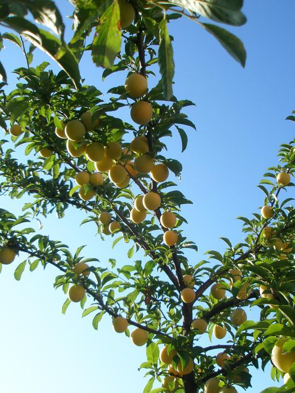 i sapori del gargano