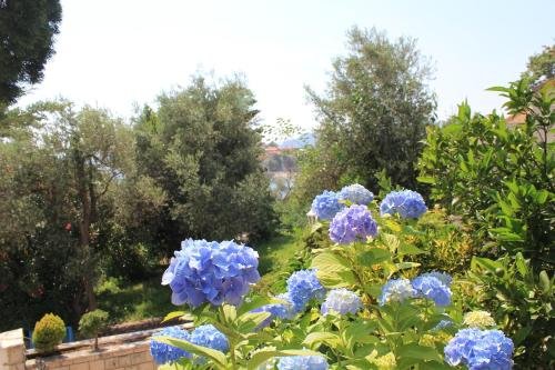 sun rose apartments sveti stefan
