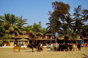 Jardim A Mar,Canacona>>Agonda,1 star