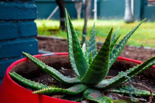 bothabelo bed and breakfast