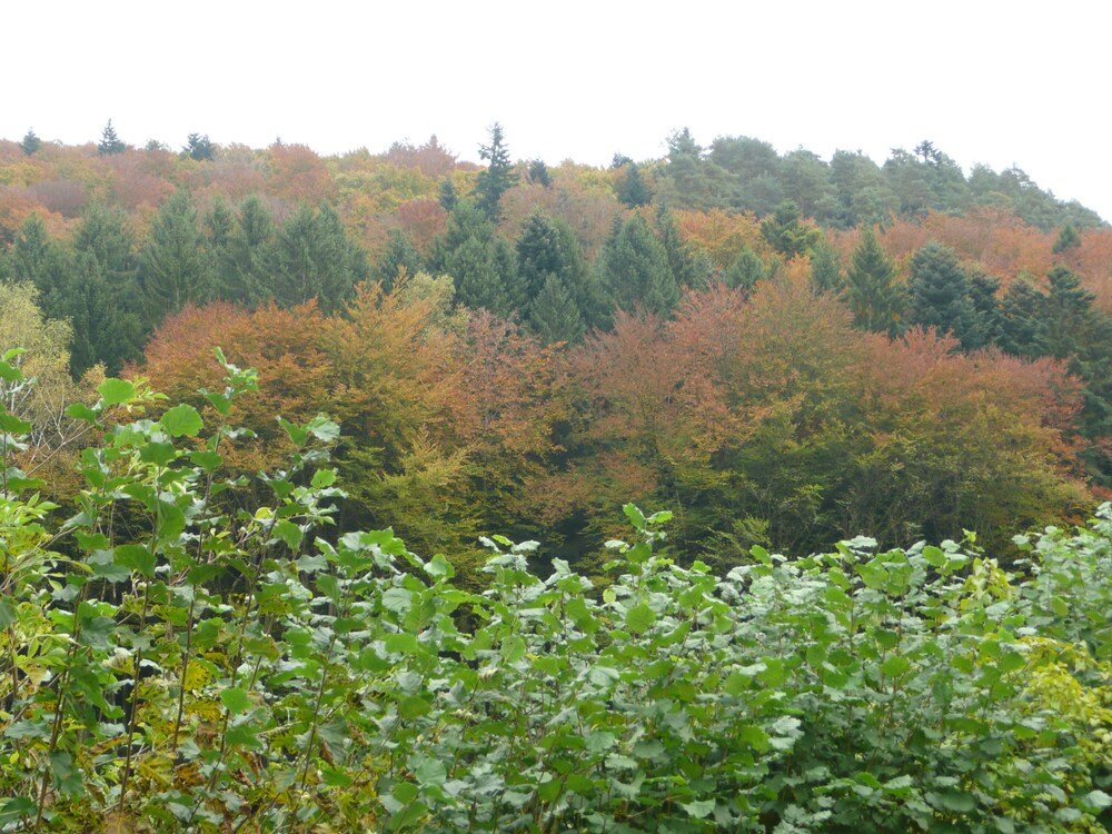 raon aux bois