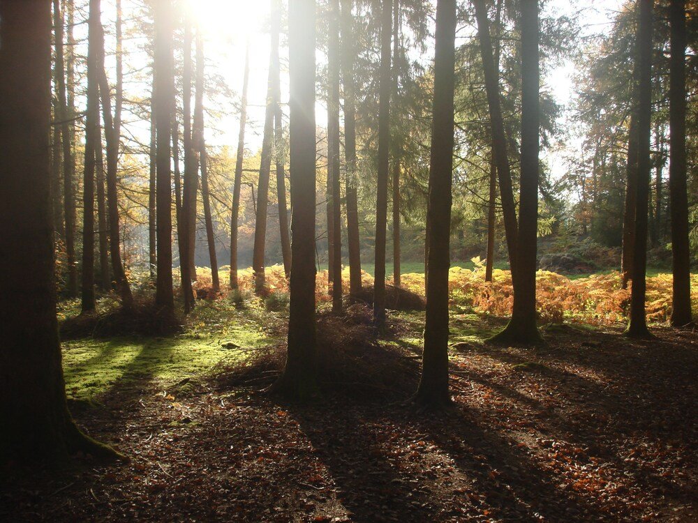 raon aux bois