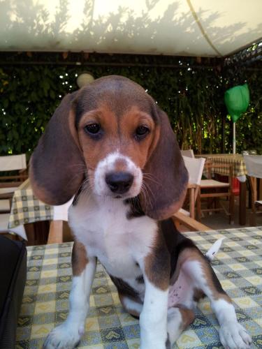 Agriturismo Le Clementine,Castelfranco Veneto>>Badia Polesine,3 star