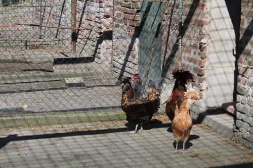 Agriturismo Le Clementine,Castelfranco Veneto>>Badia Polesine,3 star