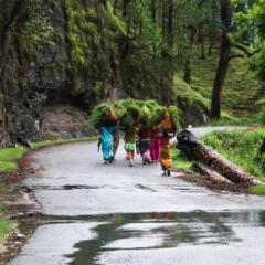 almora