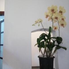 marari umapathi beach villa