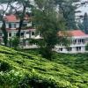 darjeeling