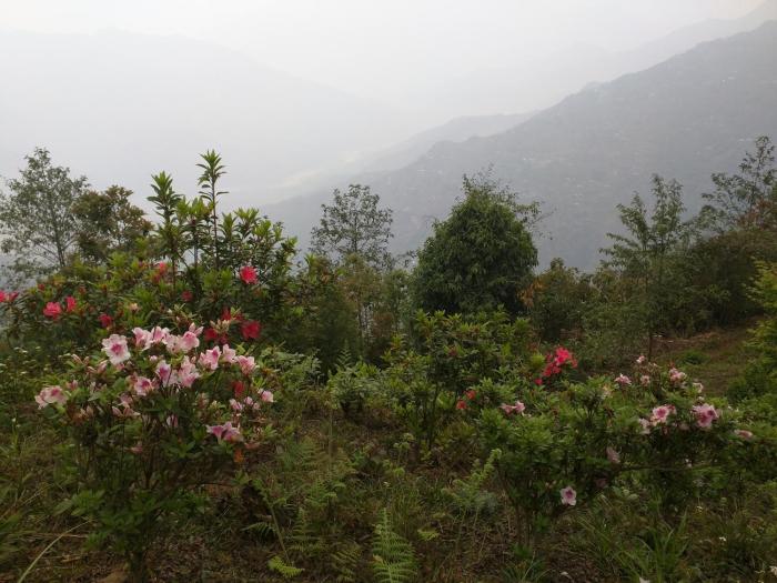 kalimpong