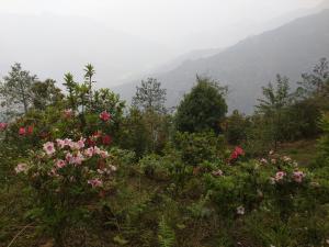 kalimpong
