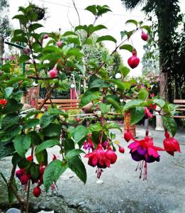 Shikher,Kalimpong>>Darjeeling,3 star