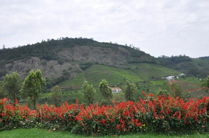 ooty
