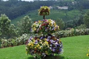 ooty