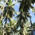 palm trees ayurvedic heritage