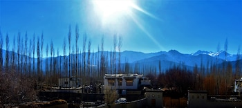 the driftwood ladakh