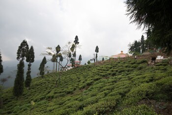 darjeeling