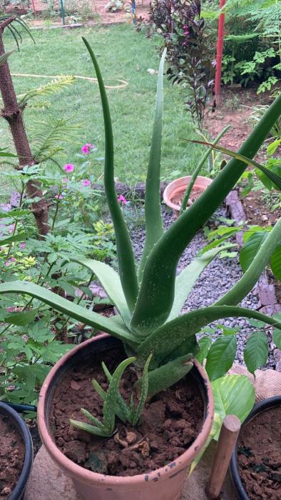 dream vision guest house