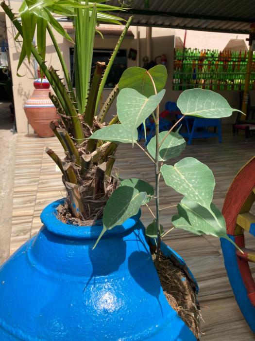 dream vision guest house