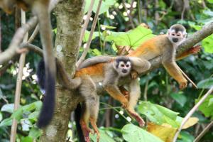 hotel manuel antonio