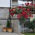 festa gardenia hills