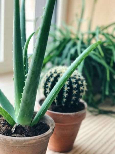 latroupe jardin secret