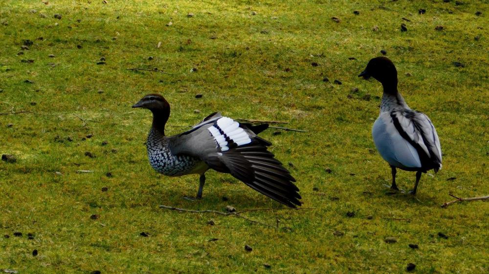 43 degrees bruny island