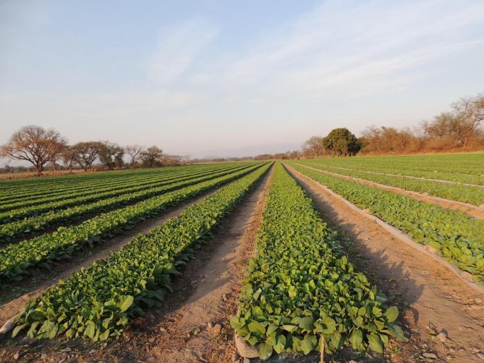 finca las margaritas