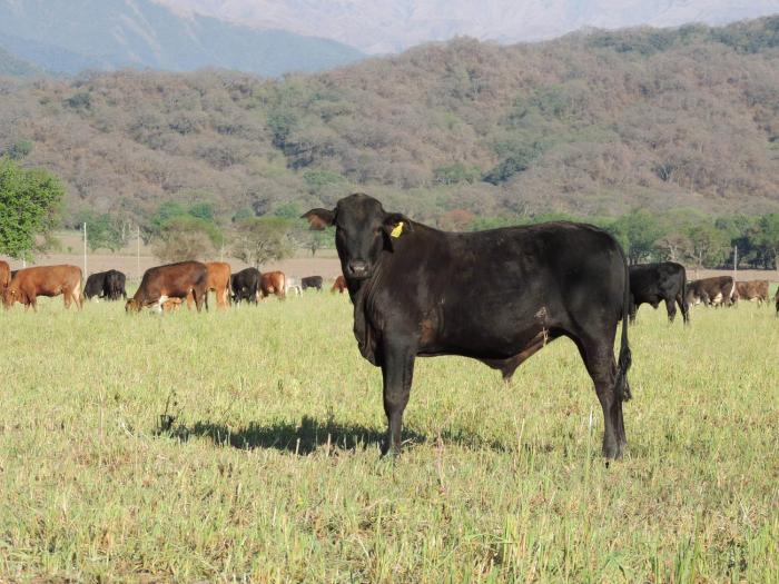 finca las margaritas