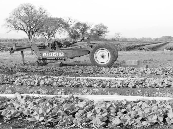 finca las margaritas