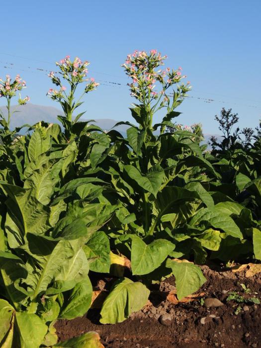 finca las margaritas