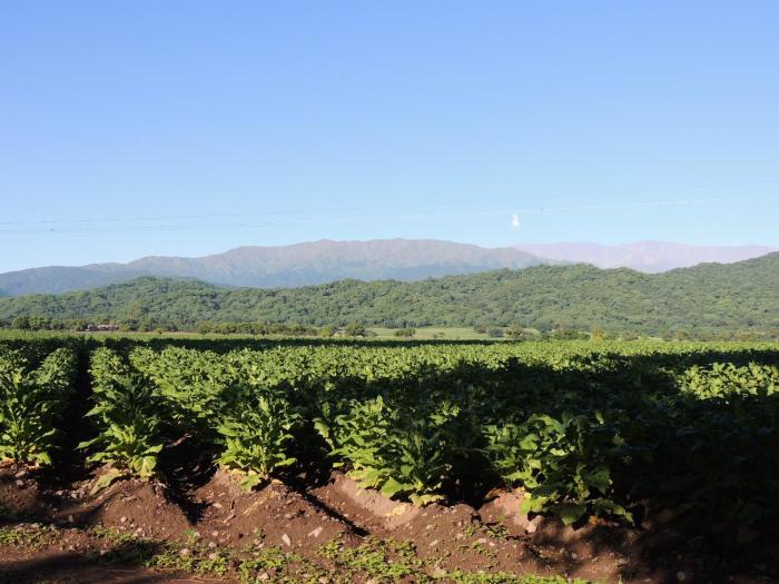 finca las margaritas