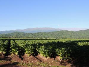 finca las margaritas