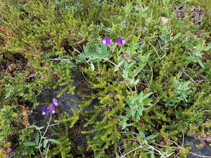 puesto cagliero refugio de montana