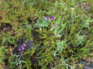 puesto cagliero refugio de montana